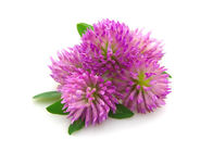 Fine Red Clover Extract Isoflavones 20% 40% Healthy Herbal Extract Anti Spasm