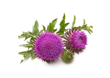 65666-07-1 Organic Milk Thistle Extract Powder Silymarin Hplc 60% Anti - Radiation